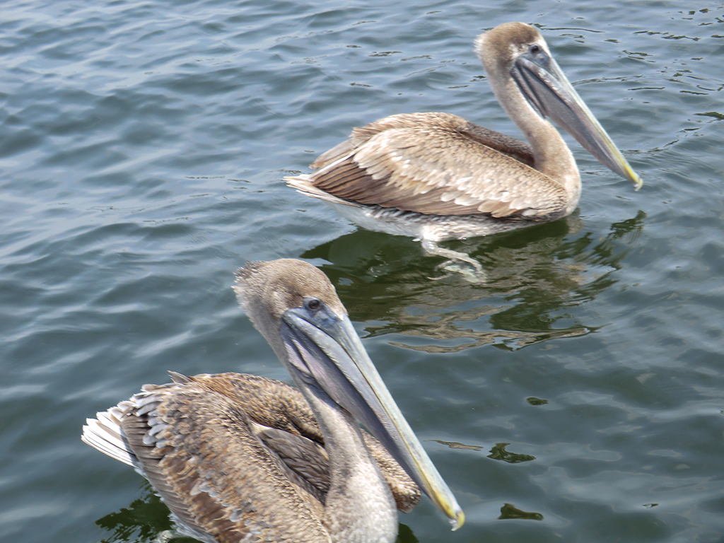 pelicans swimming near our charter