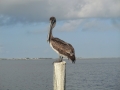 bird near our charter boat