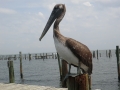 pelican near our charter
