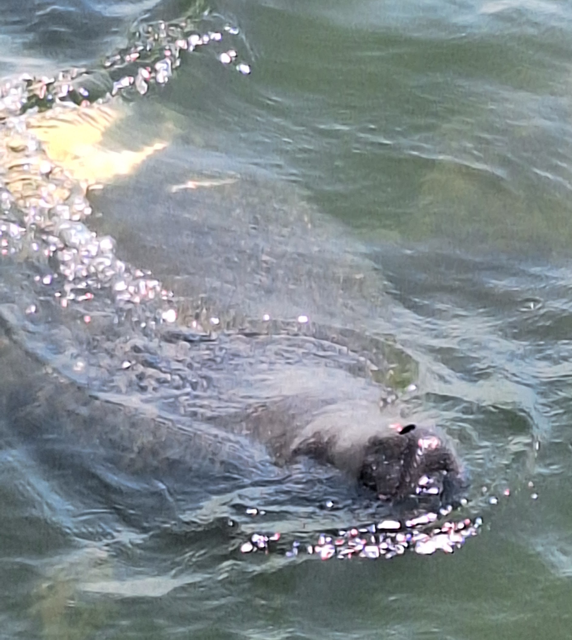 Navarre-Beach-Fishing-1-6