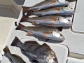 navarre-beach-pompano-redfish